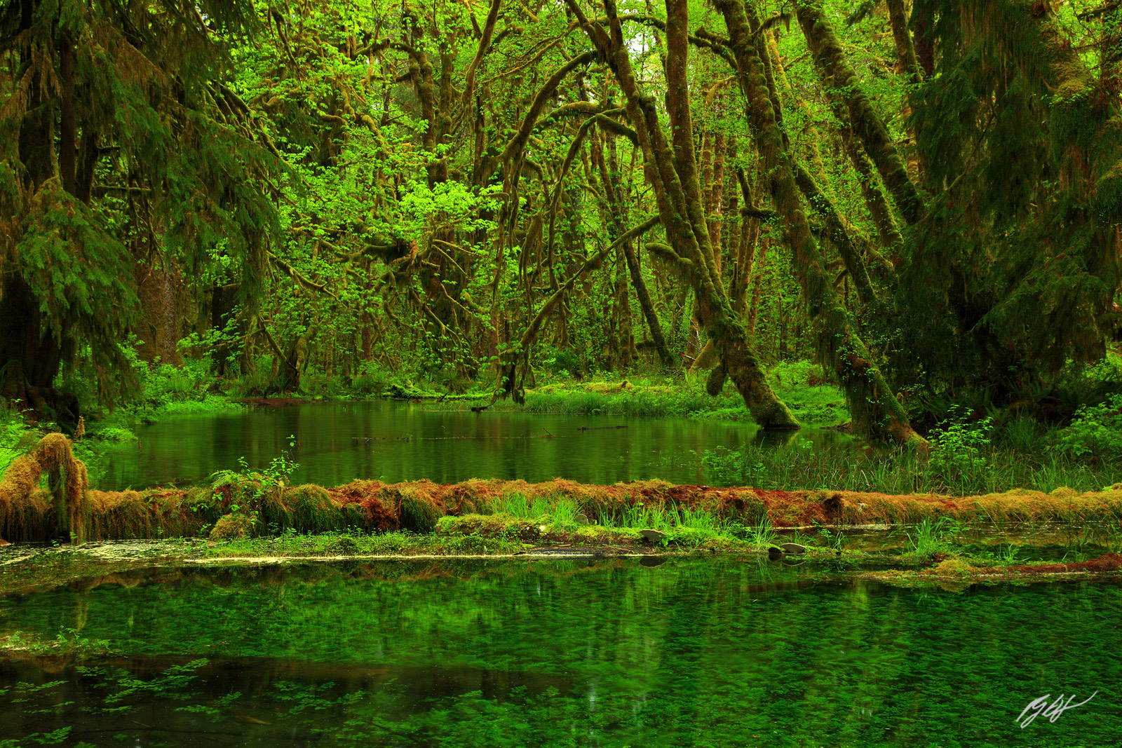 Underwater Forest Along the Maple Glade Trail in the Quinault Rainforest in Olympic National Park in Washington