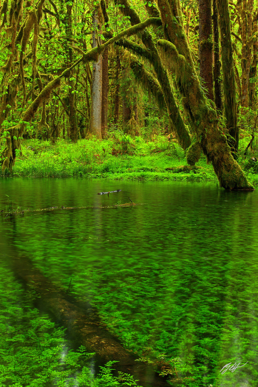 Underwater Forest long the Maple Glade Trail in the Quinault Rainforest in Olympic National Park in Washington
