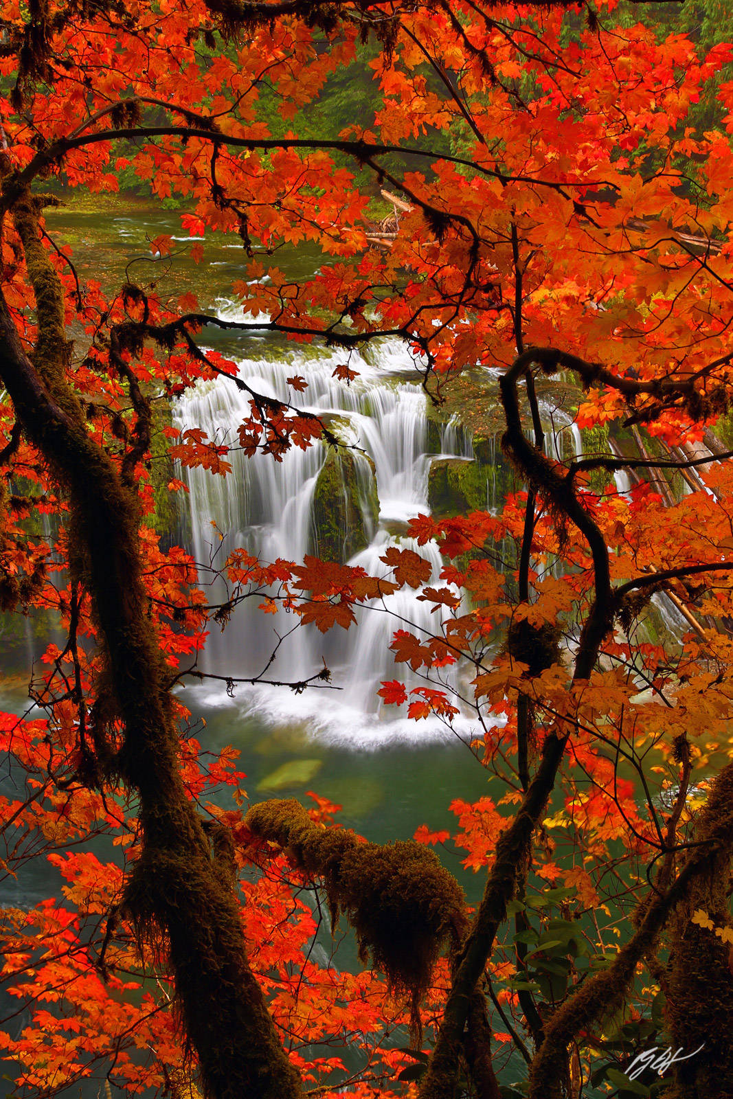 Fall Maple and Lower Lewis River Falls in the Gifford-Pinchot National Forest in Washington