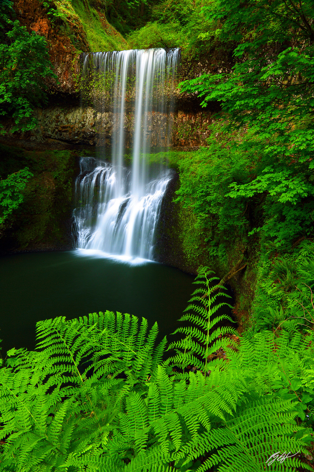 Spring Ferns and Lower South Falls in Silver Falls State Park in Oregon