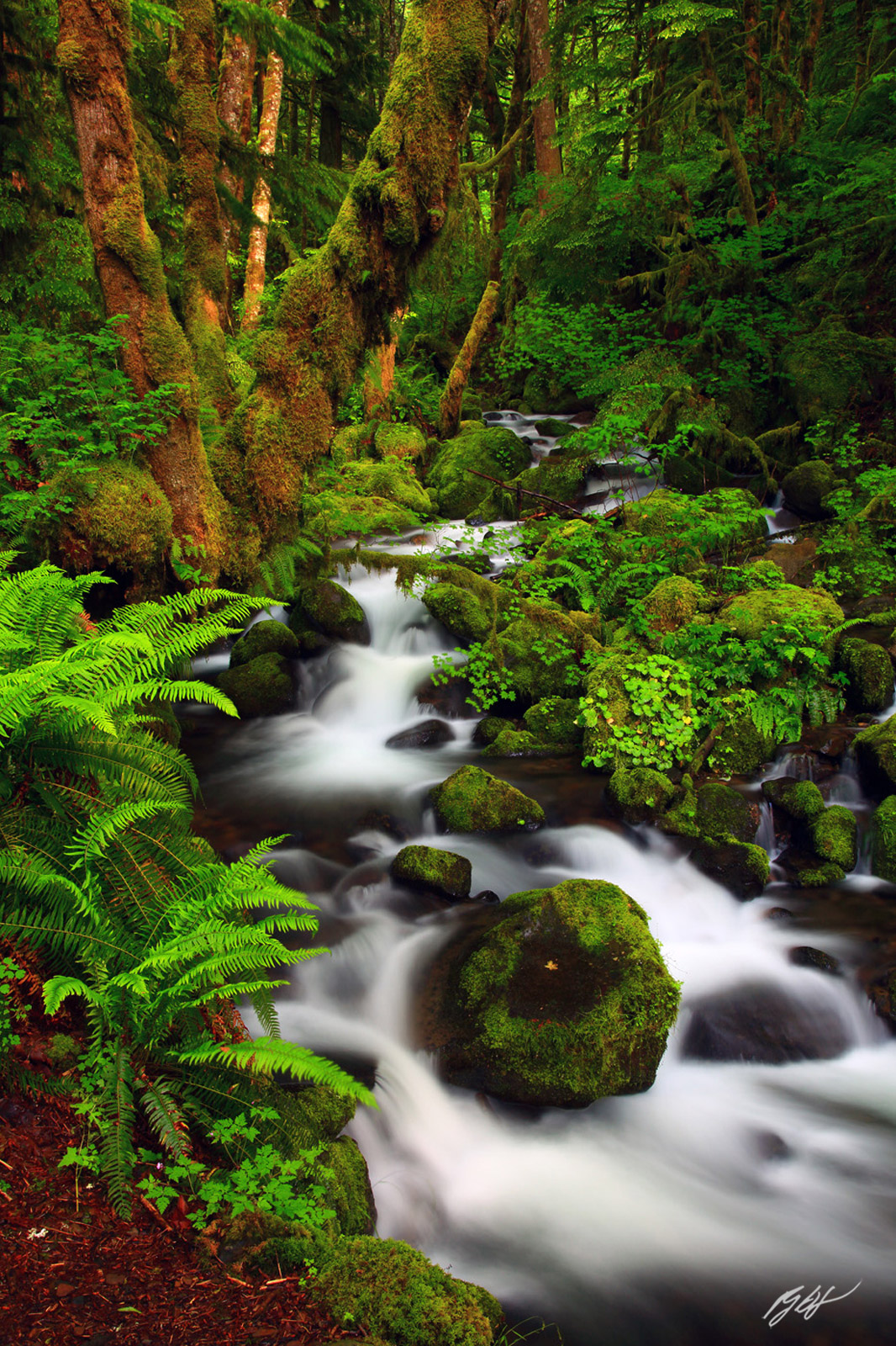 Mossy Maples and Ruckel Creek in the Columbia River Gorge in Oregon