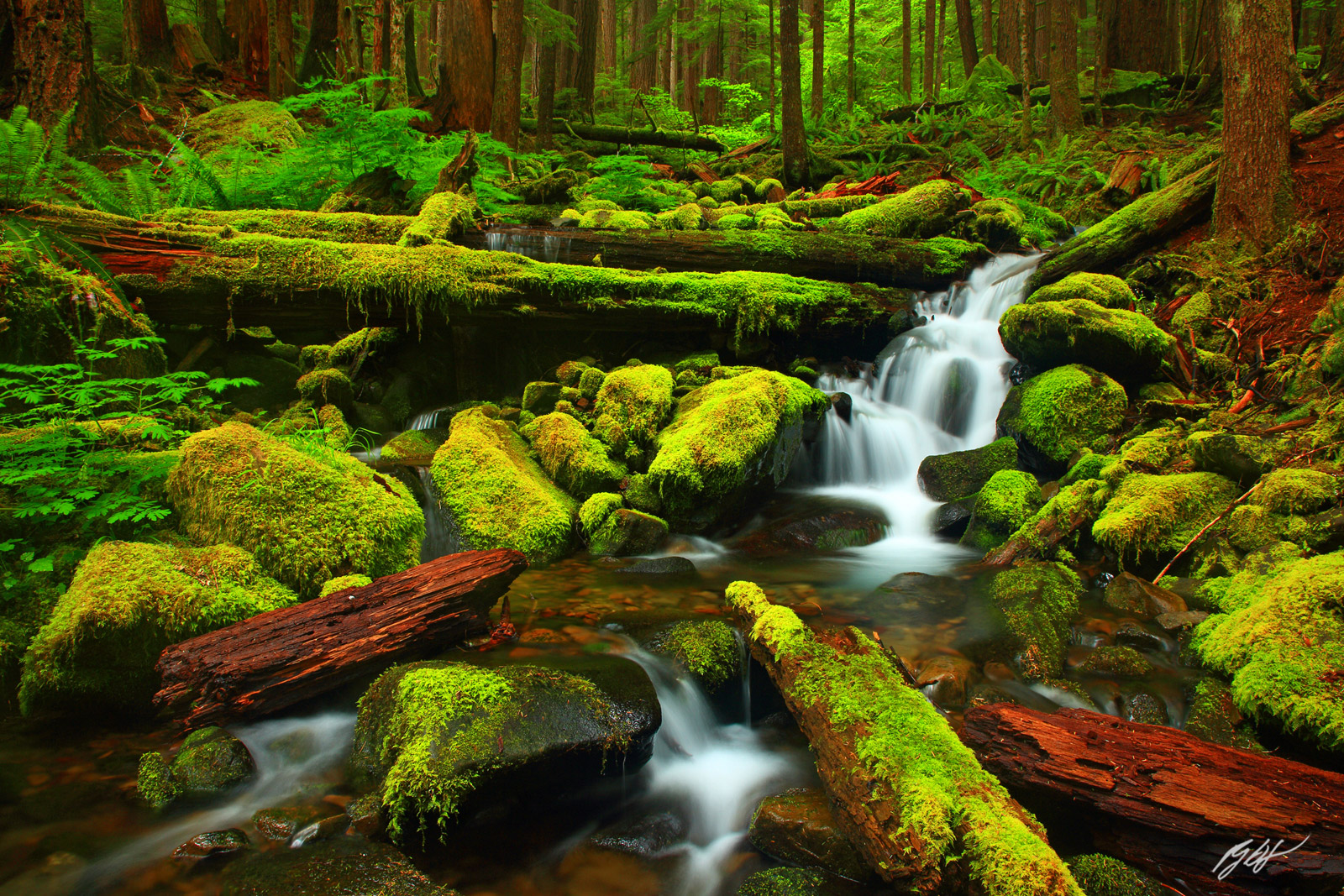 Mossy Creek along the Sol Duk Falls Trail in Olympic National Park in Washington