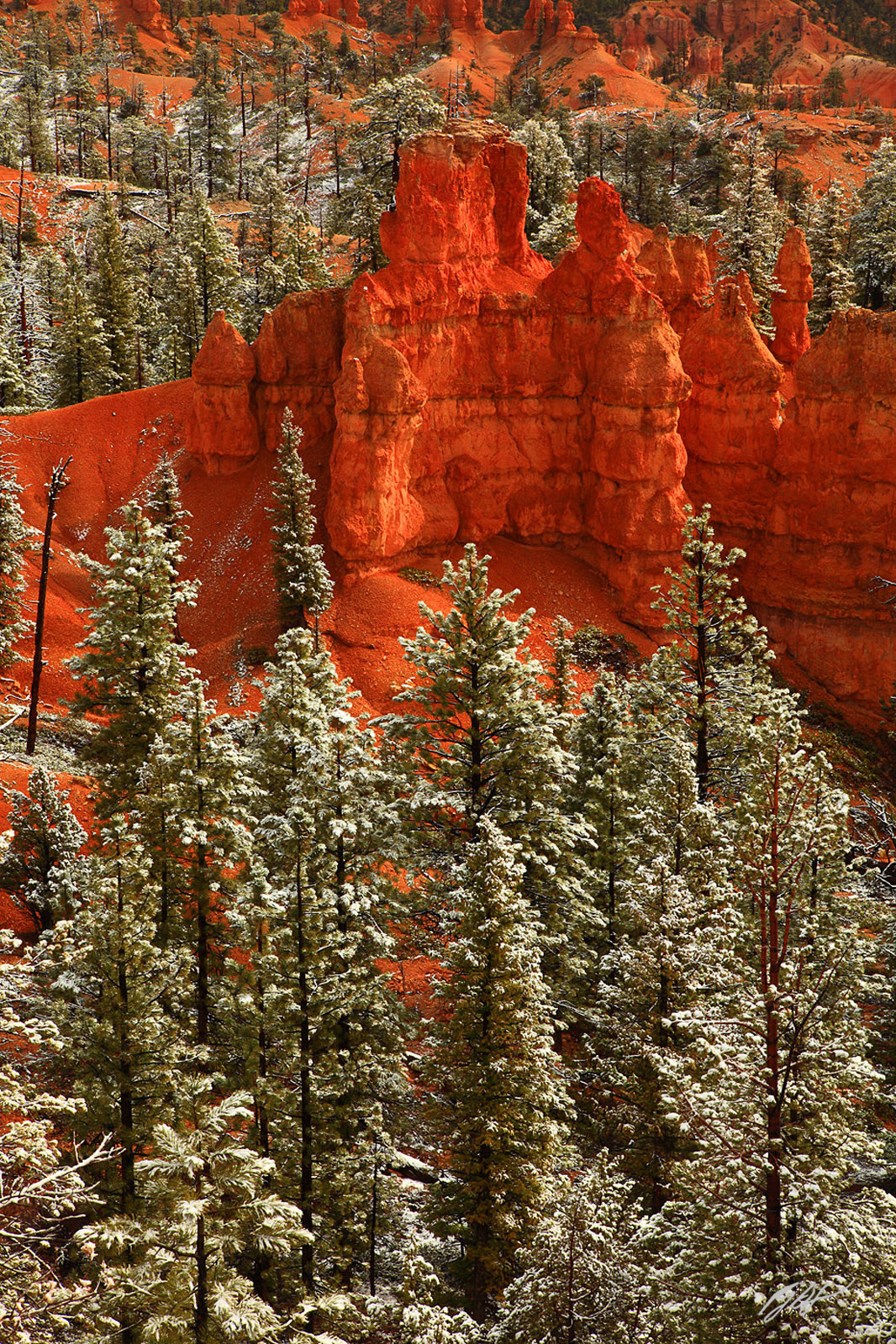 Fresh Snow on Hoodoo Rock Formations in Bryce Canyon National Park in Utah