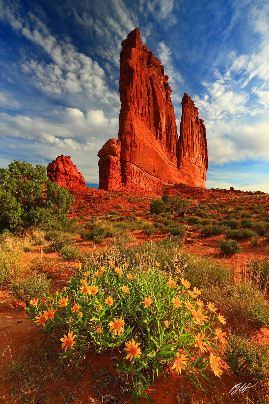 Wild Balsamroot and the Courthouse Towers in Arches National Park in Utah