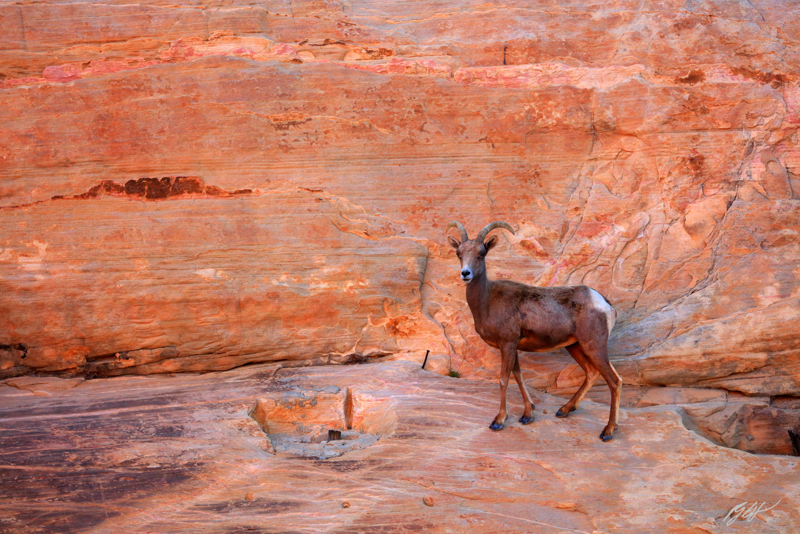 Big Horn sheep in Valley of Fire State Park in Nevada