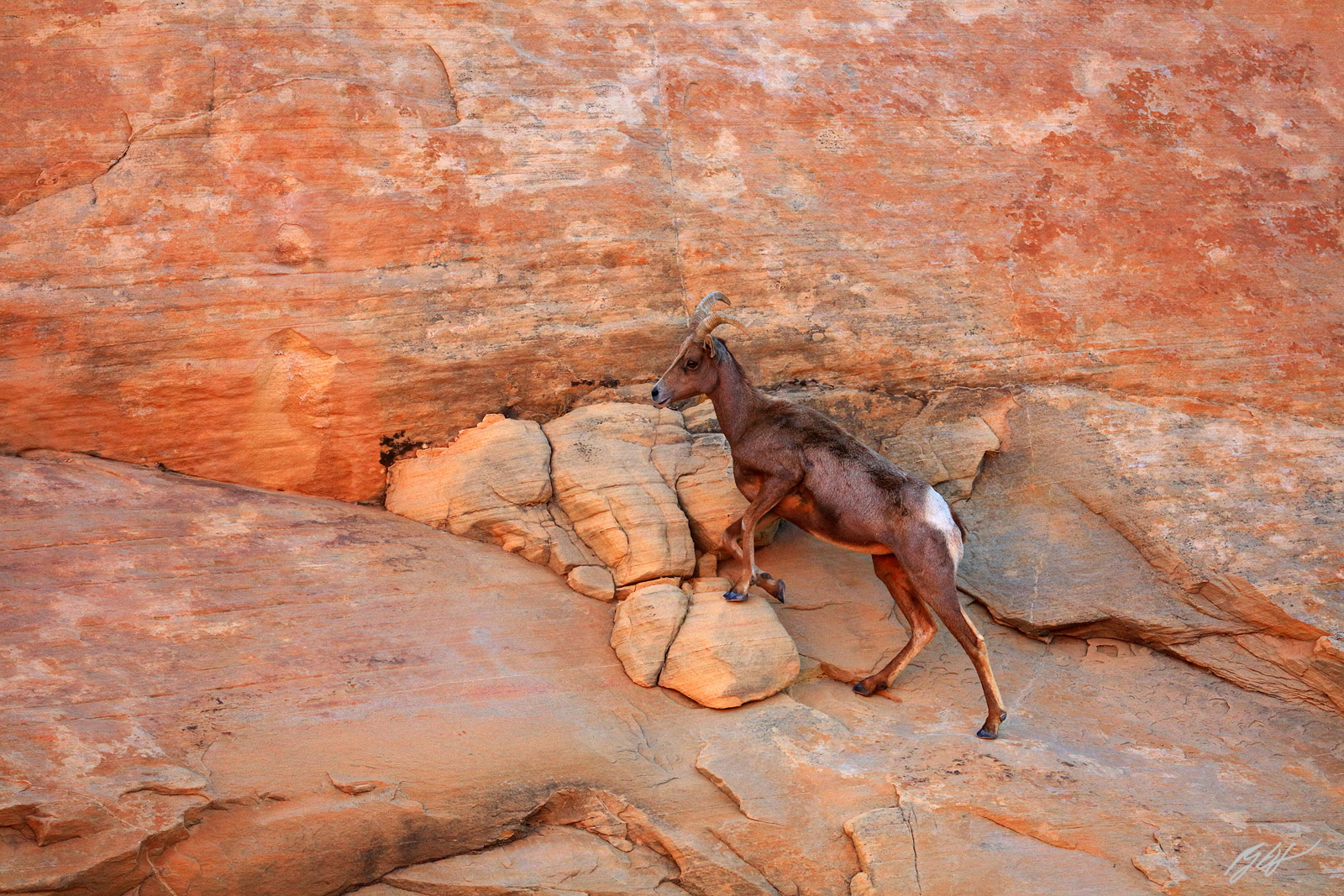 Big Horn sheep in Valley of Fire State Park in Nevada