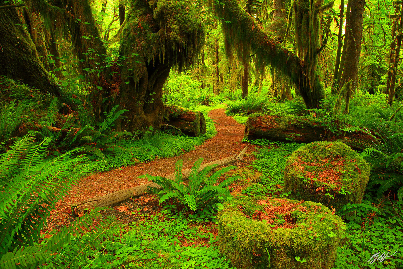 Maple Glade trail in the Quinault Rainforest in Olympic National Park in Washington