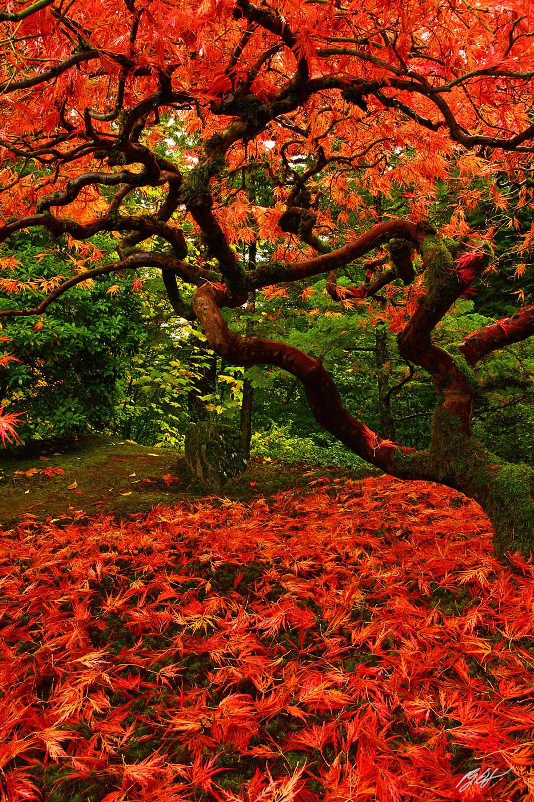 Japanese Maple Showing Off its Fall Color in the Portland Japanese Garden in Oregon