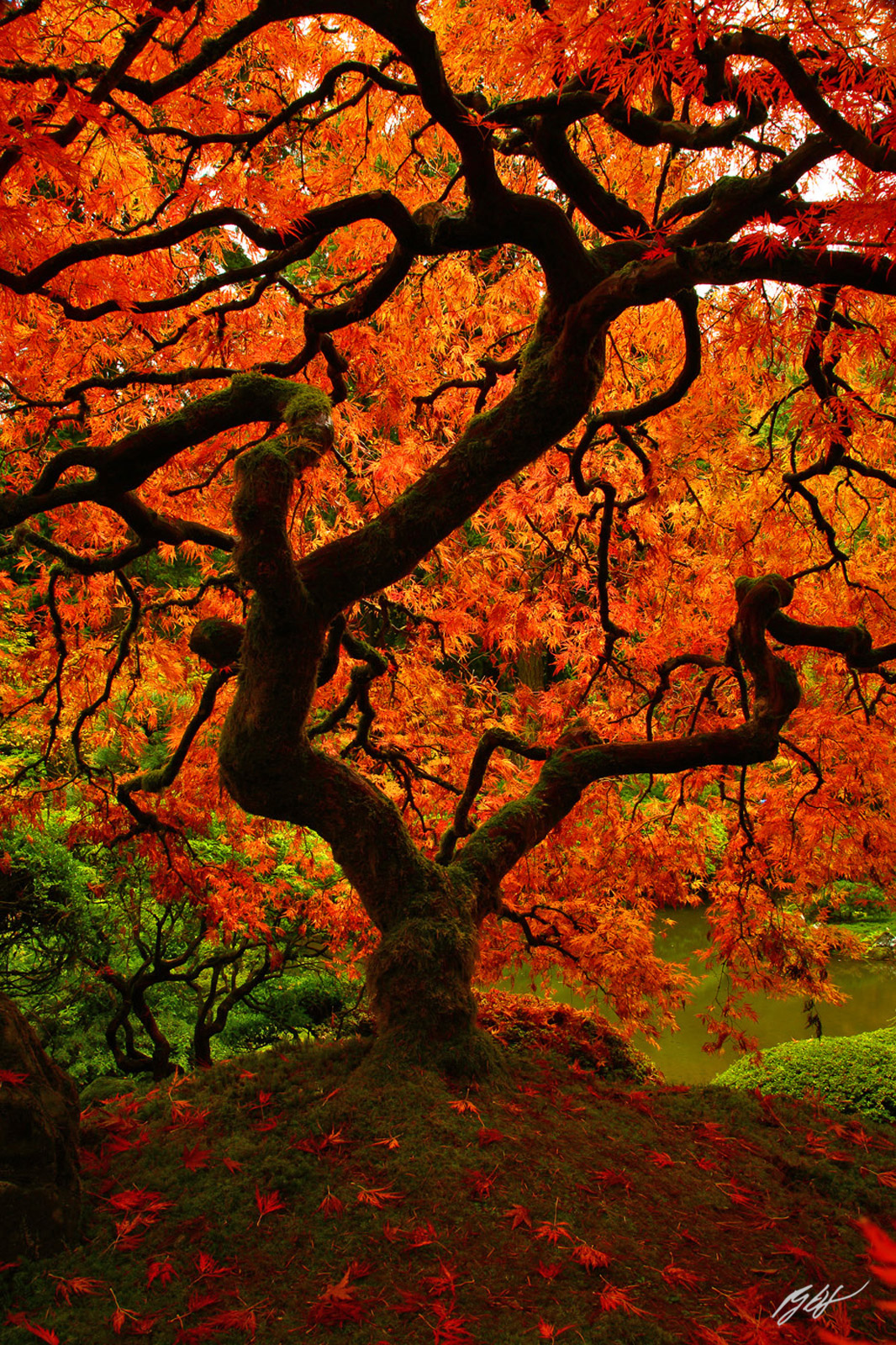 Japanese Maple in Fall in the Portland Japanese Garden in Oregon