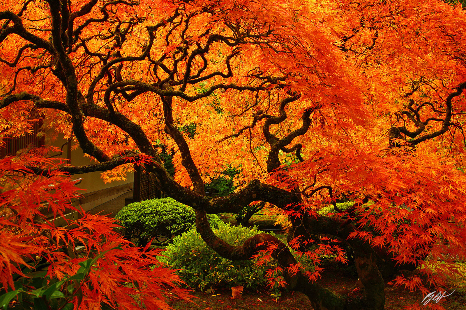 Japanese Maple Showing Off its Fall Color in the Portland Japanese Garden in Oregon