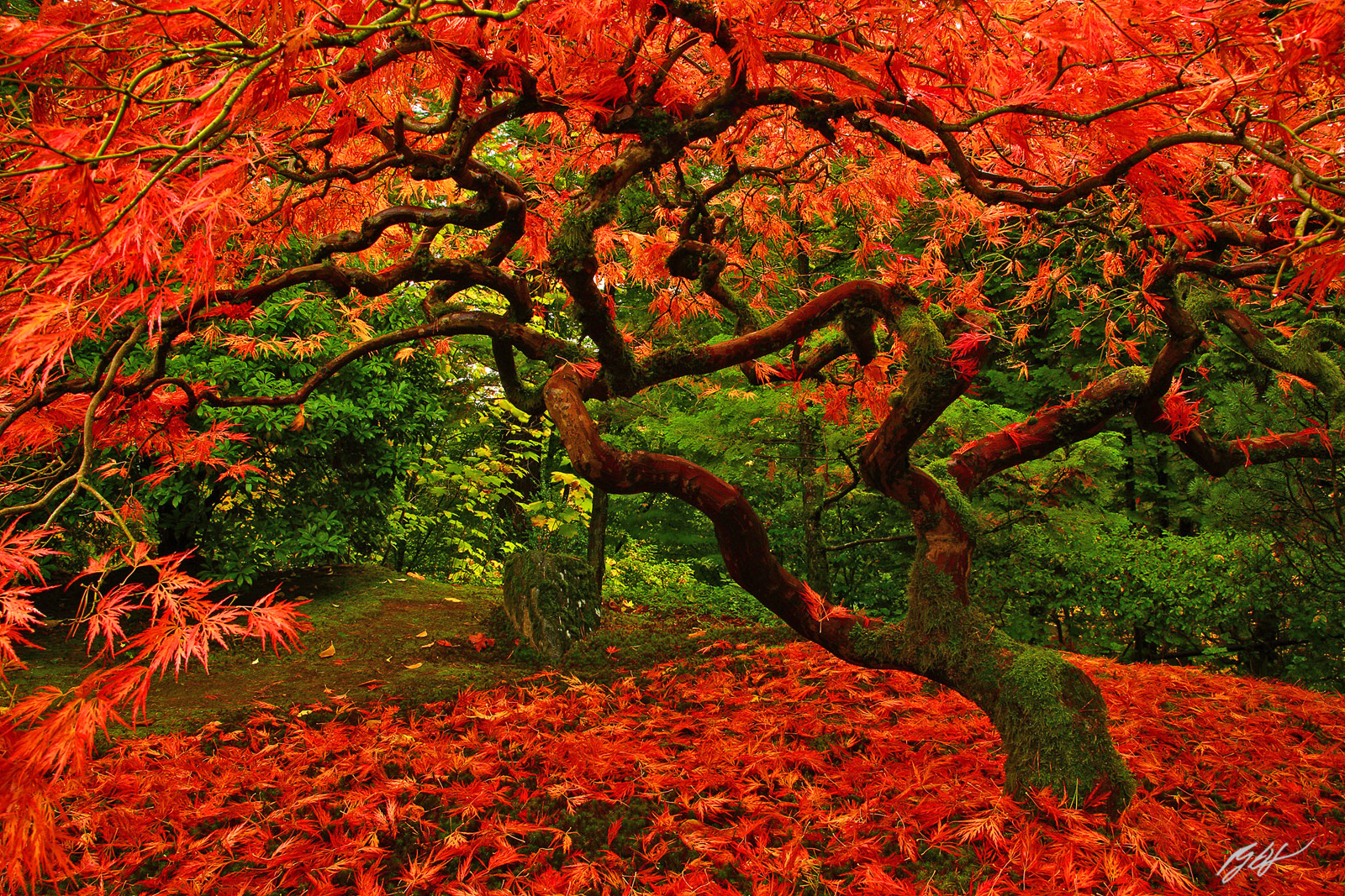 Japanese Maple in Fall in the Portland Japanese Garden in Oregon