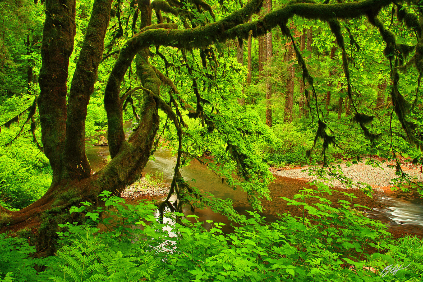 Giant Maple and North Creek in Silver Falls State Park in Oregon