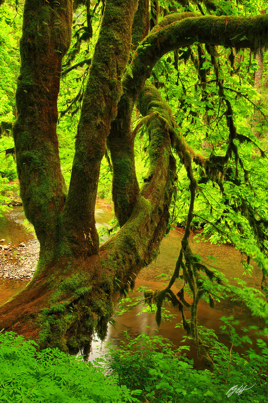 Giant Maple and North Creek in Silver Falls State Park in Oregon
