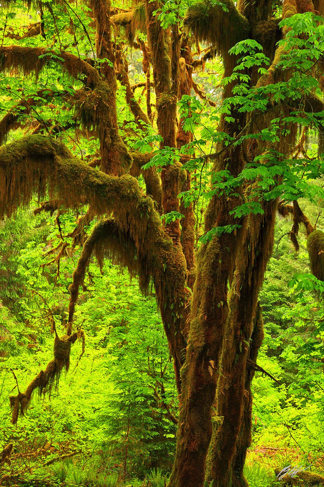 Giant Mossy Maple in the Hall of Mosses Trail in the Hoh Rainforest in Olympic National Park in Washington