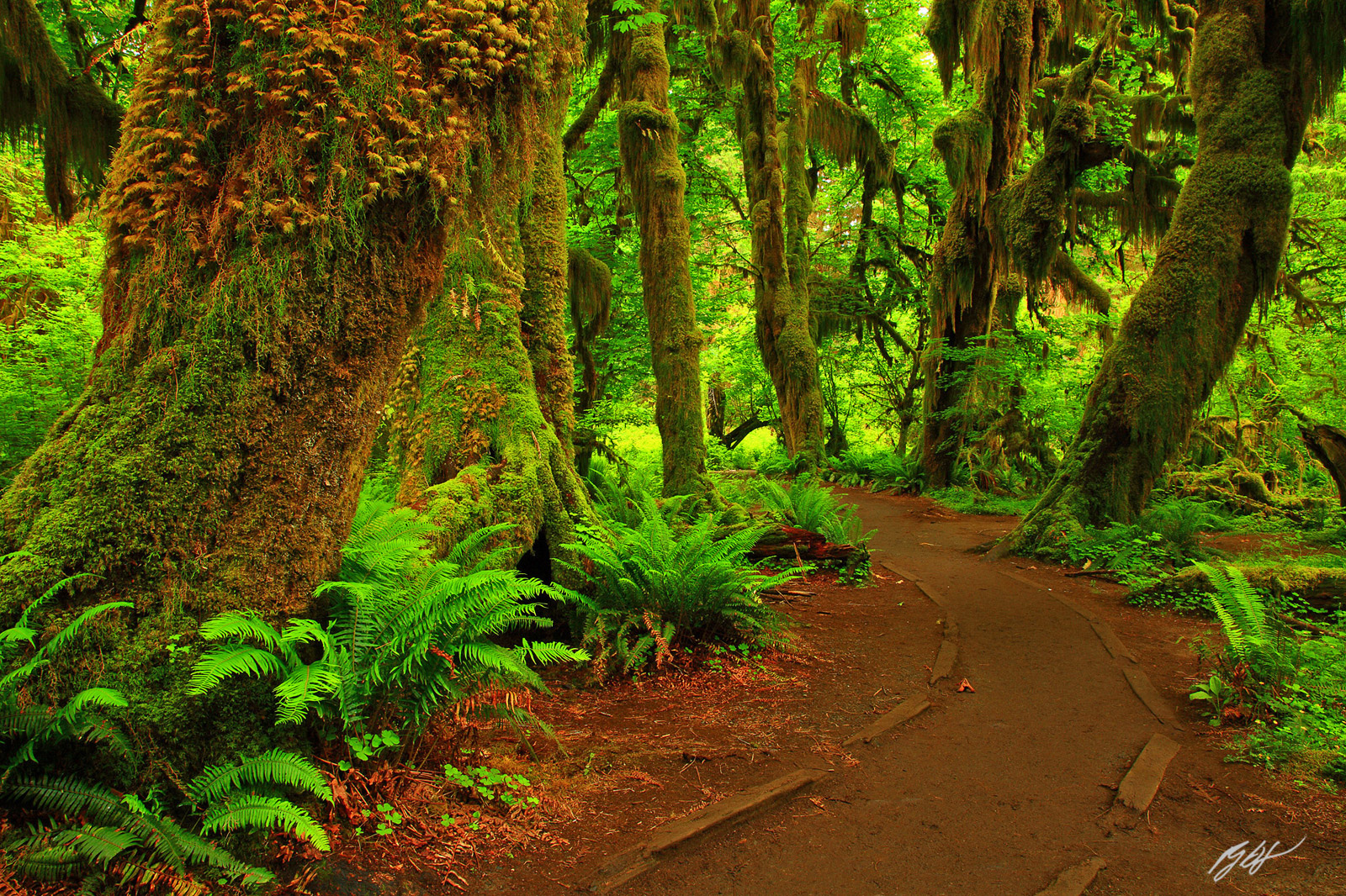Hall of Mosses Trail in the Hoh Rainforest in Olympic National Park in Washington