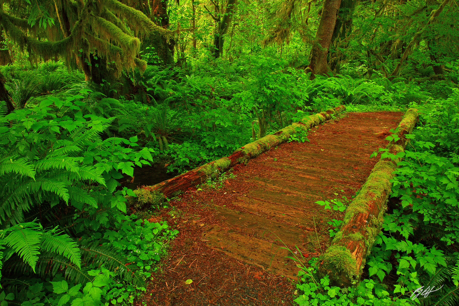 Maple Glade Trail in the Quinault Rainforest in Olympic National Park in Washington