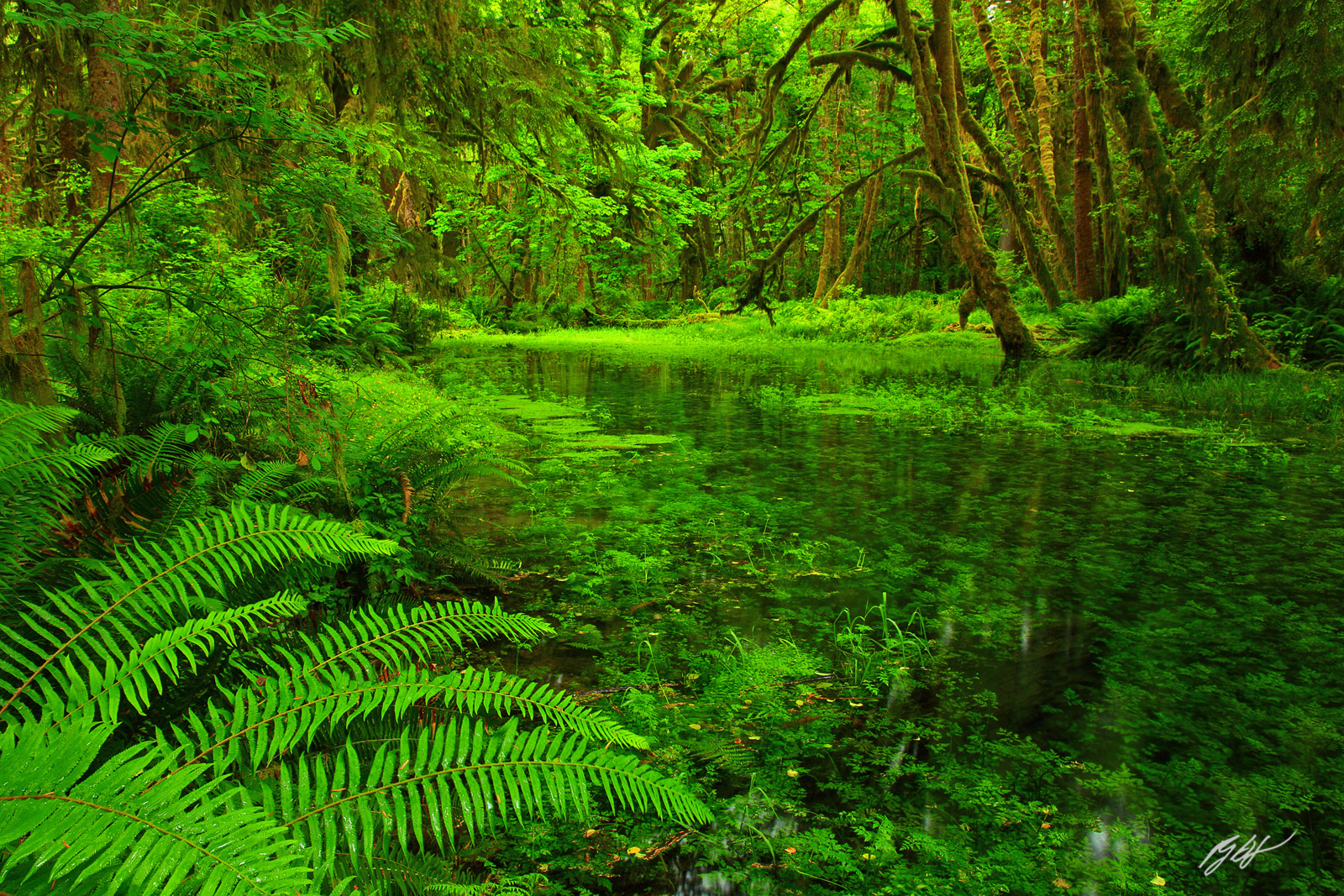 Underwater Forest Along the Maple Glade Trail in Olympic National Park in Washington
