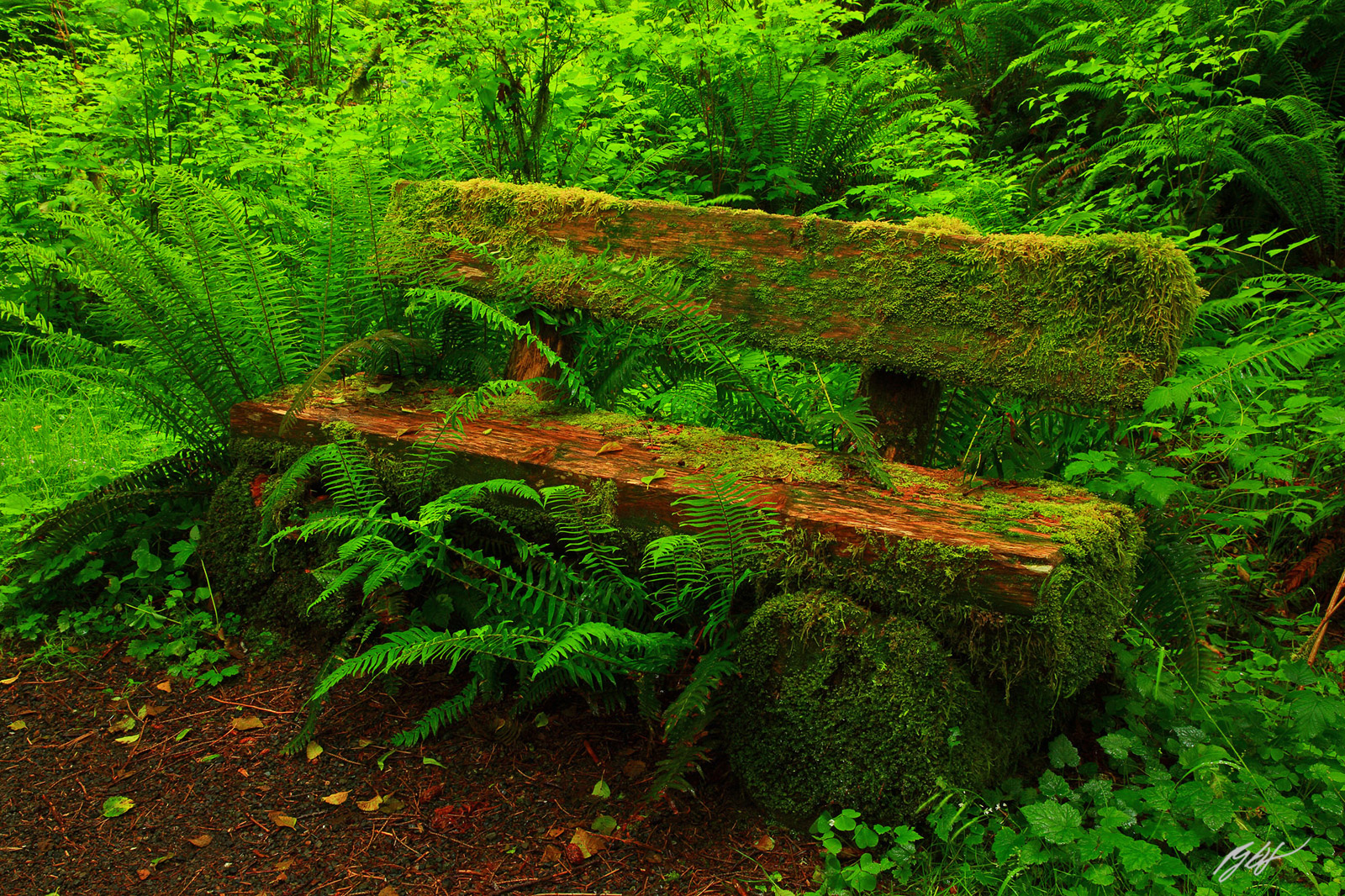 Mossy Bench in the Quinault Rainforest in Olympic National Park in Washington