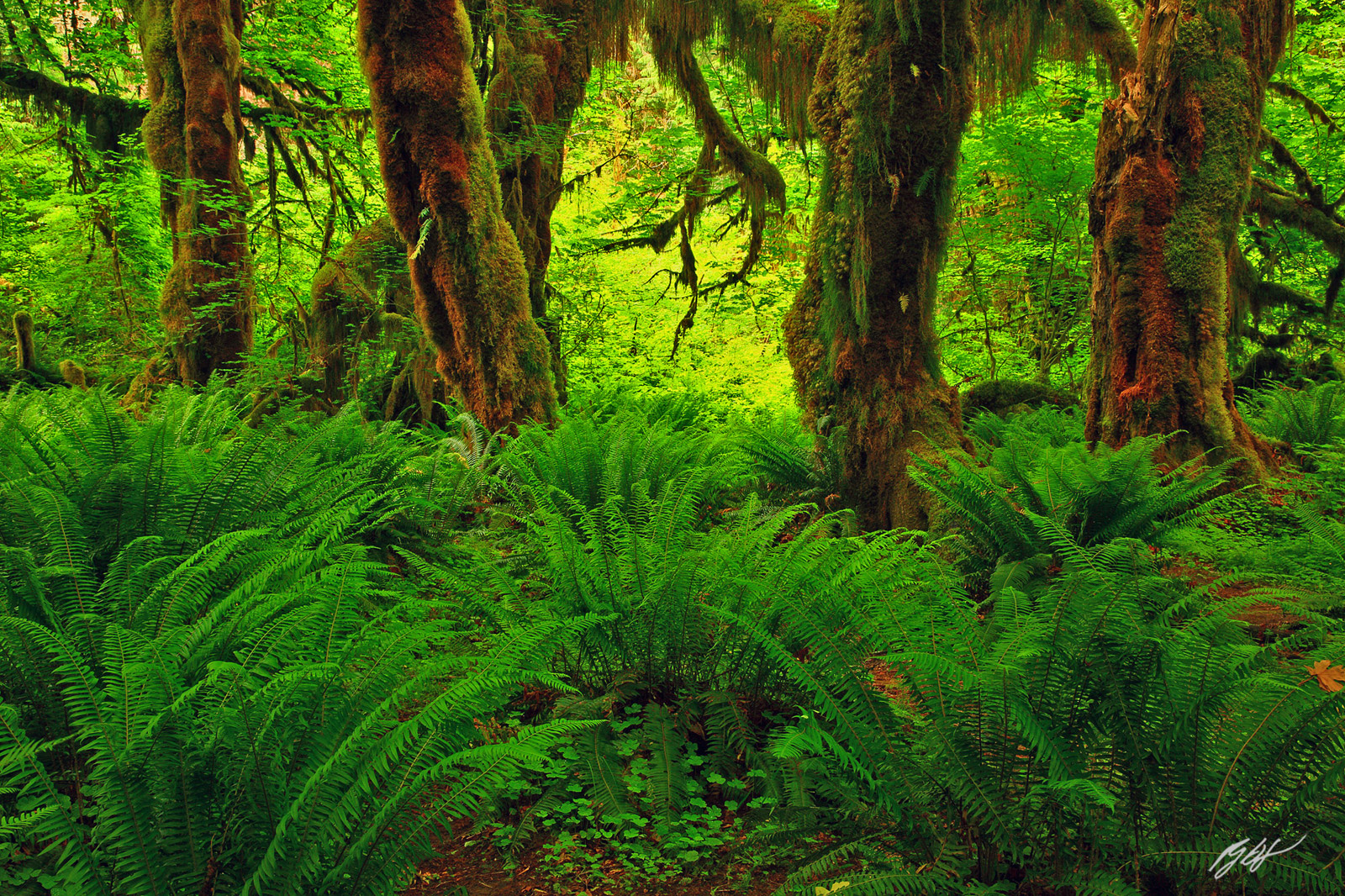 Hall of Mosses Trail in the Hoh Rainforest in Olympic National Park in Washington