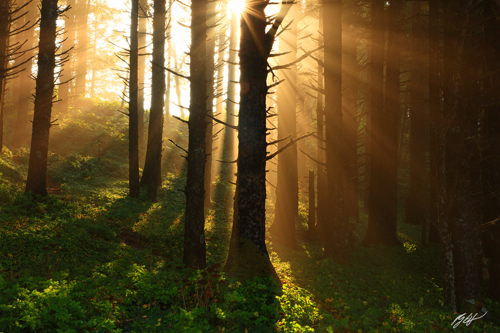 Sun Rays in the Forest in Heceta Head State Park in Oregon