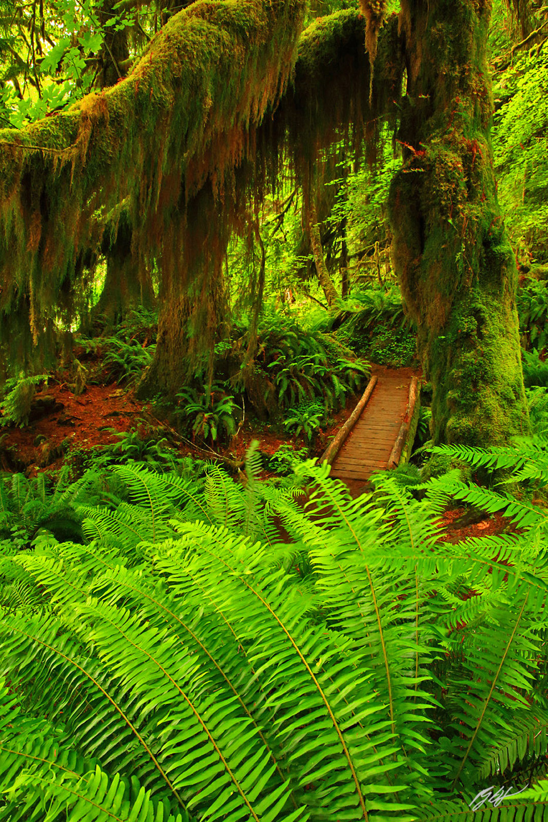Mossy Maples Along the Hoh River Trail in Olympic National Park in Washington