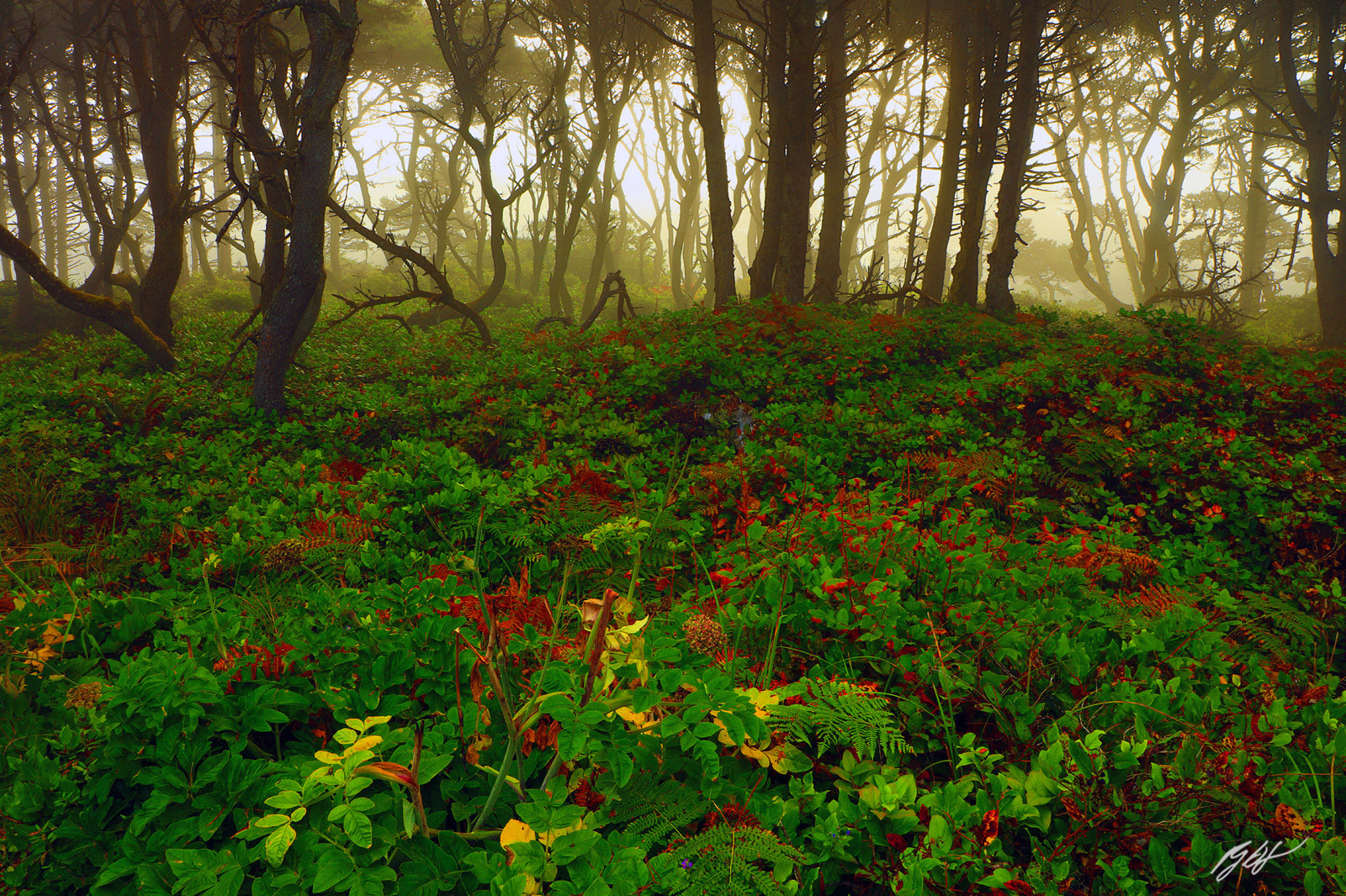 Foggy Path in Seal Rock State Park in Oregon