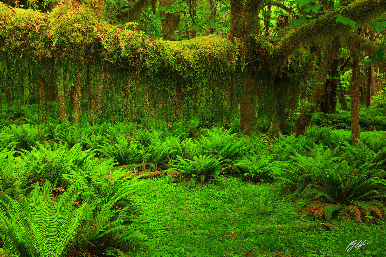Hanging Mosses on the Maple Glade Trail in Olympic National Park in Washington