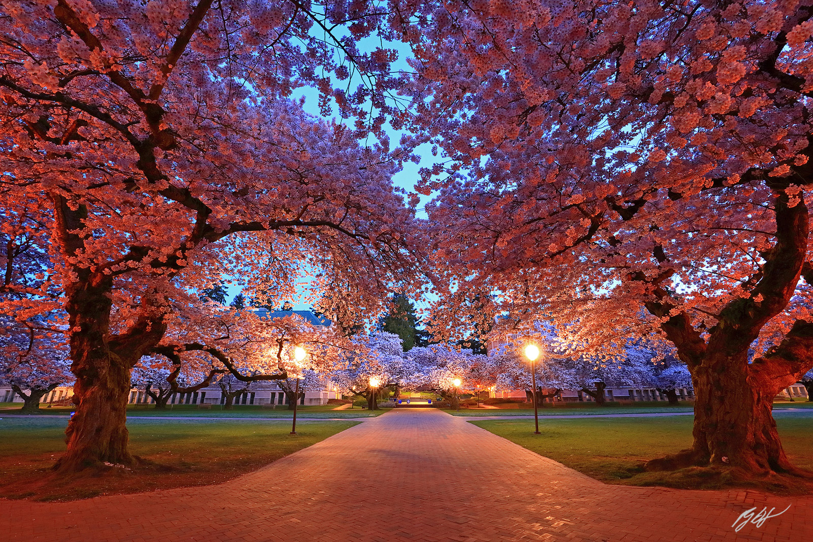 Cherry trees in Bloom in the University of Washington Quad in Seattle Washington