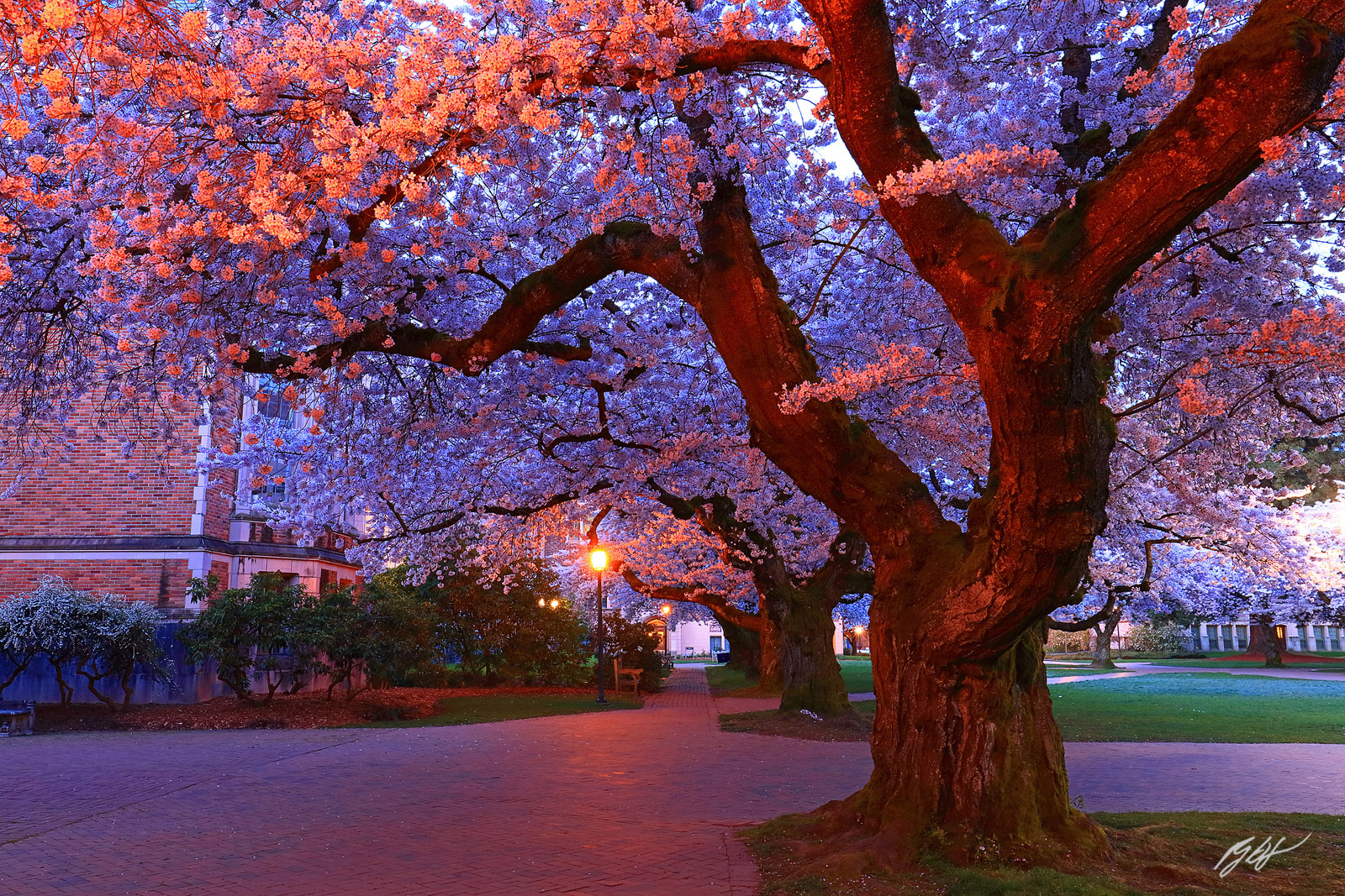 Cherry trees in Bloom in the University of Washington Quad in Seattle Washington