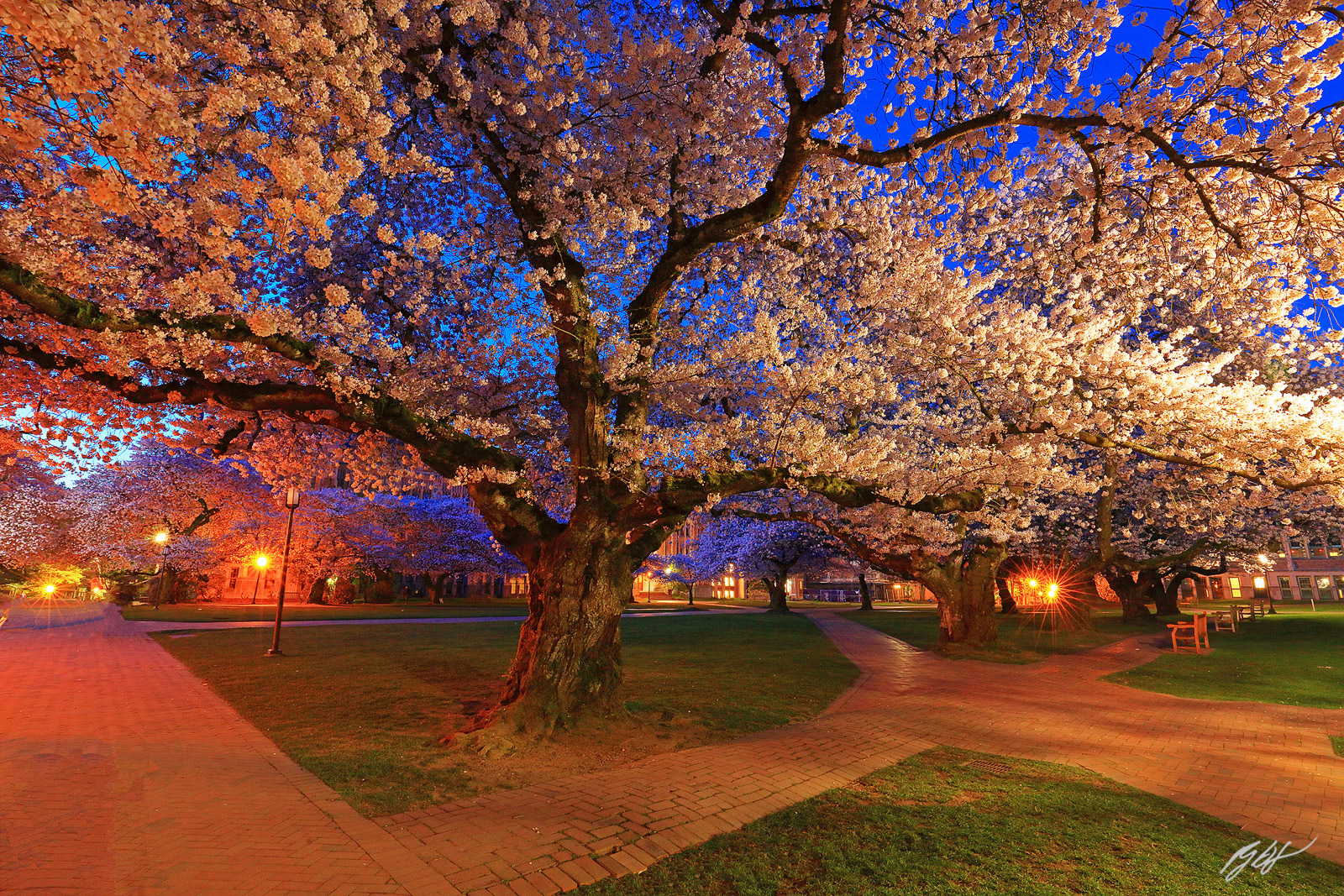Cherry trees in Bloom in the University of Washington Quad in Seattle, Washington