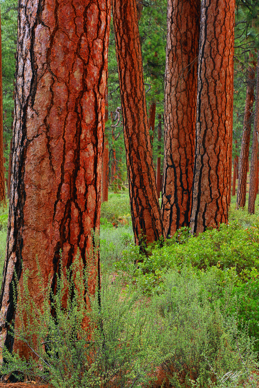 Pondarosa Pines, in the Willamette National Forest in Oregon