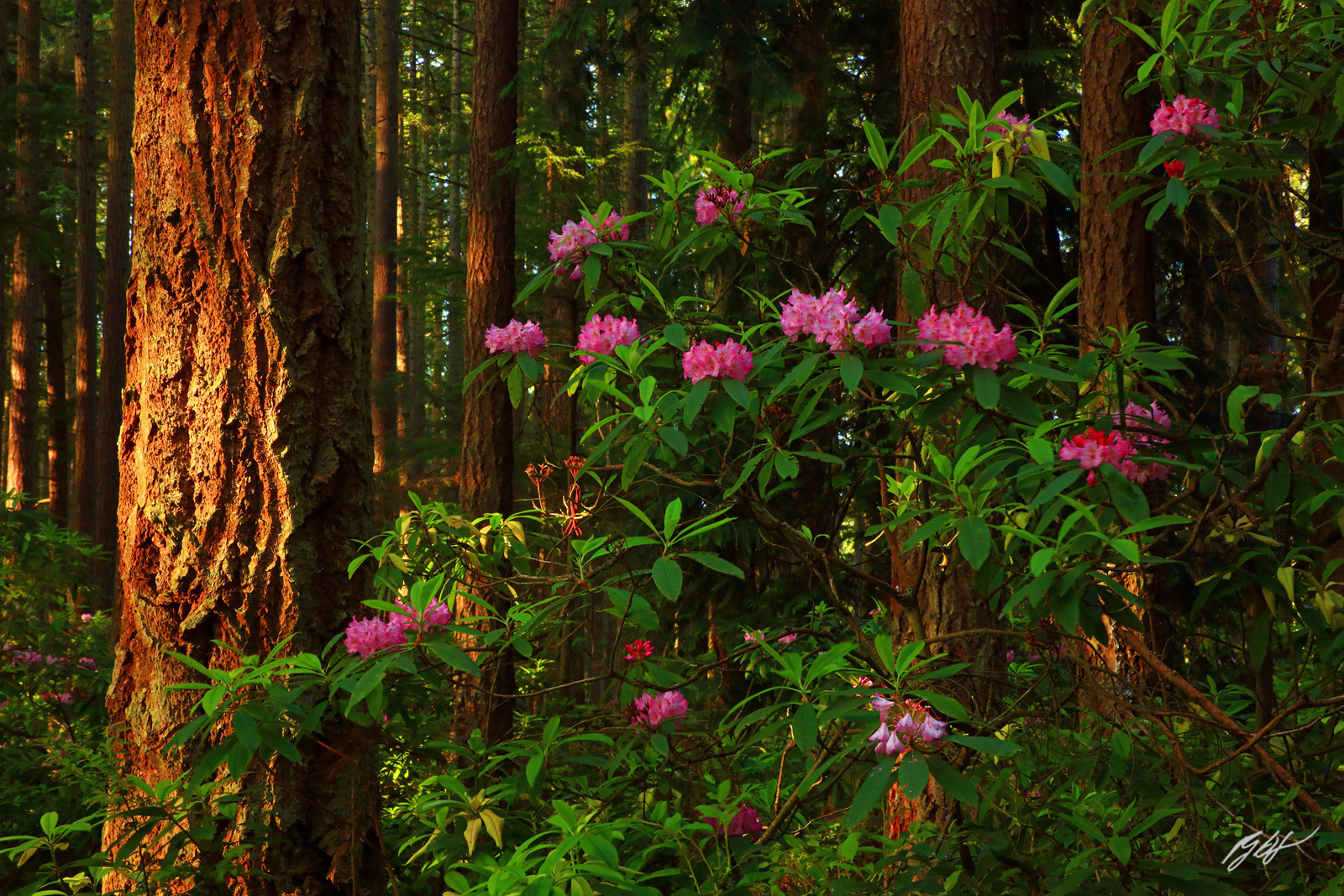 Last Light on a Rhododendron in Bloom in Rhododendron Park on Whidbey Island in Washington
