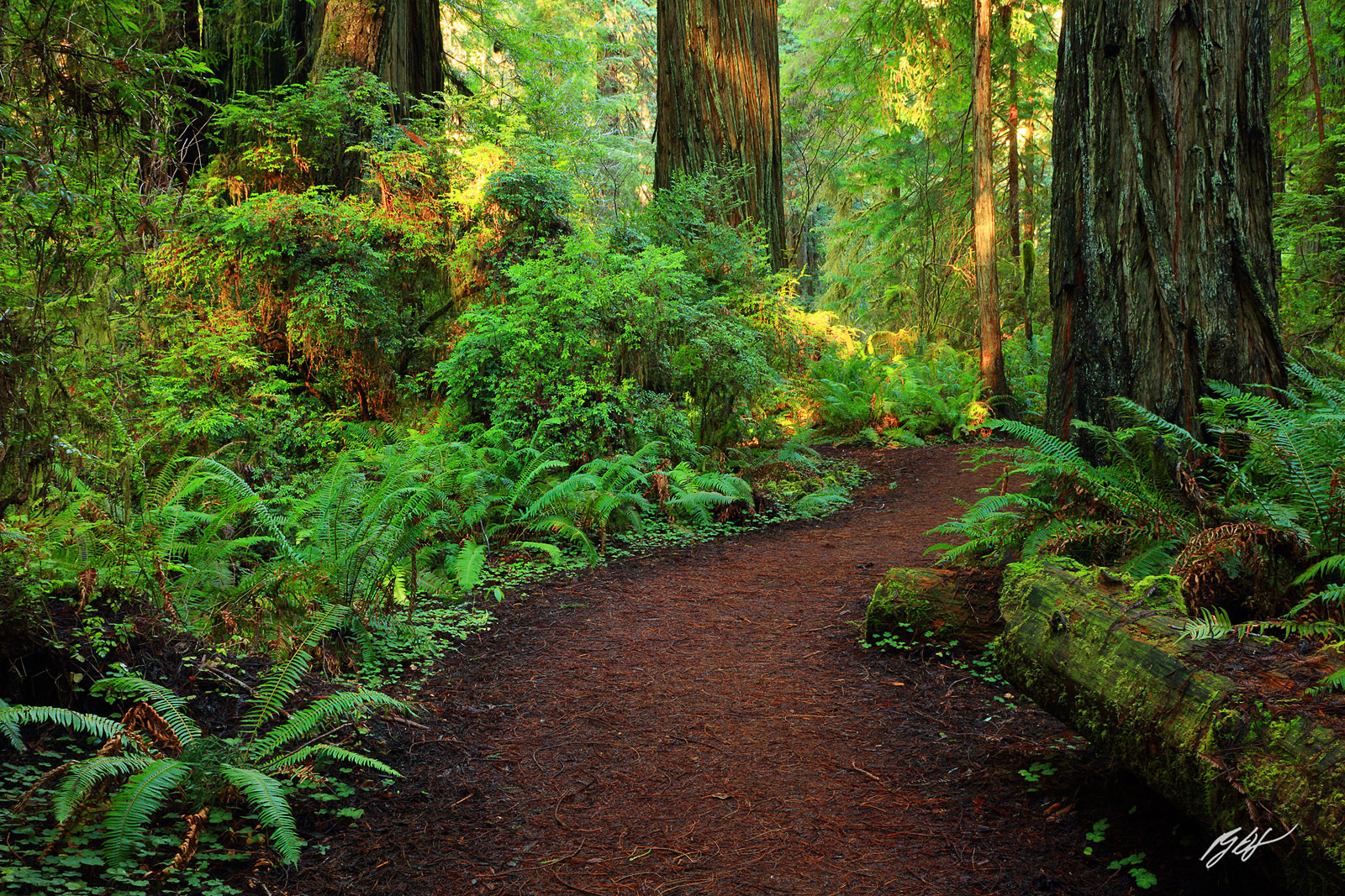 Redwoods in Prairie Creek Redwoods State Park in California