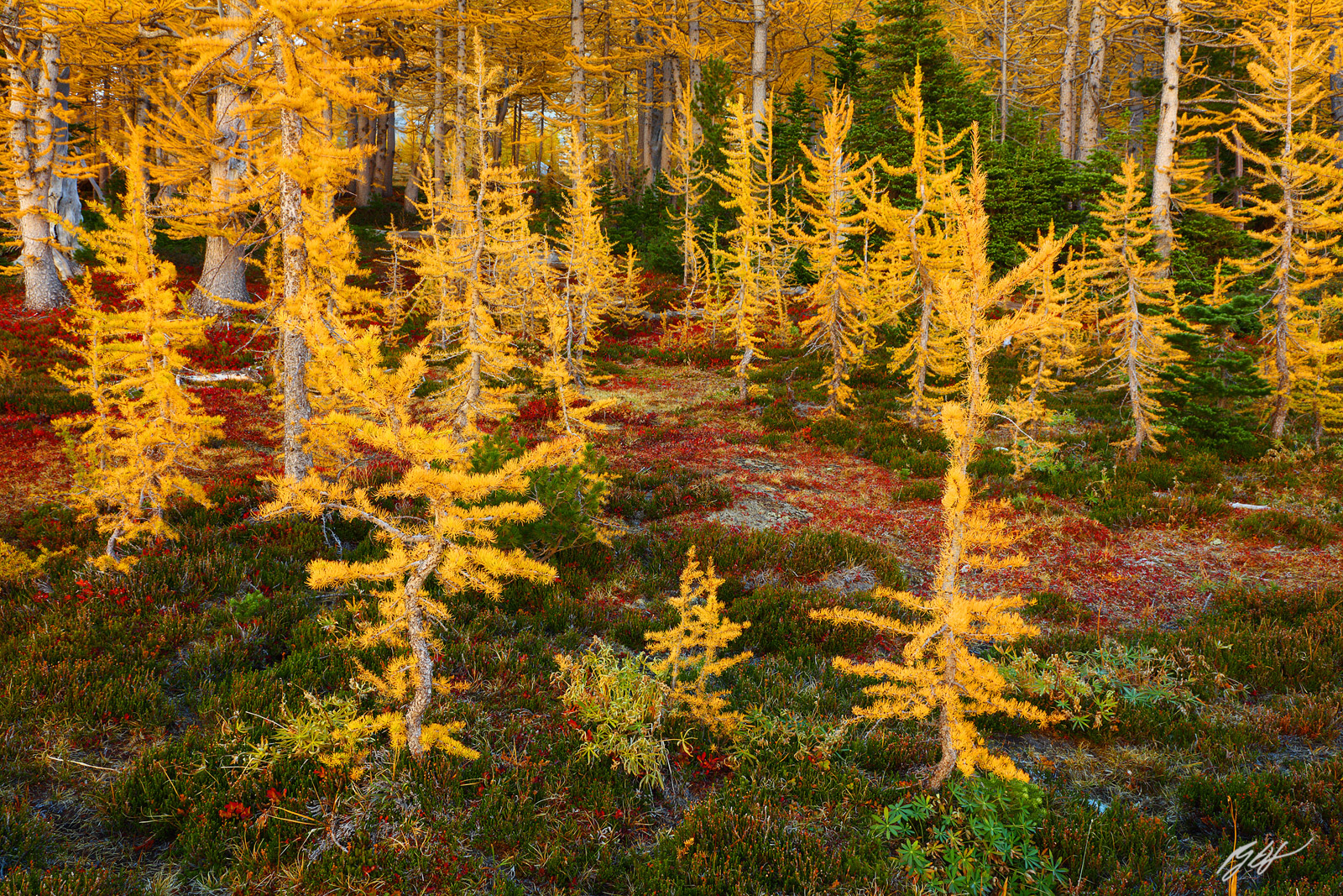 Golden Larch in the Enchantments in the Alpine Lake Wilderness in Washington