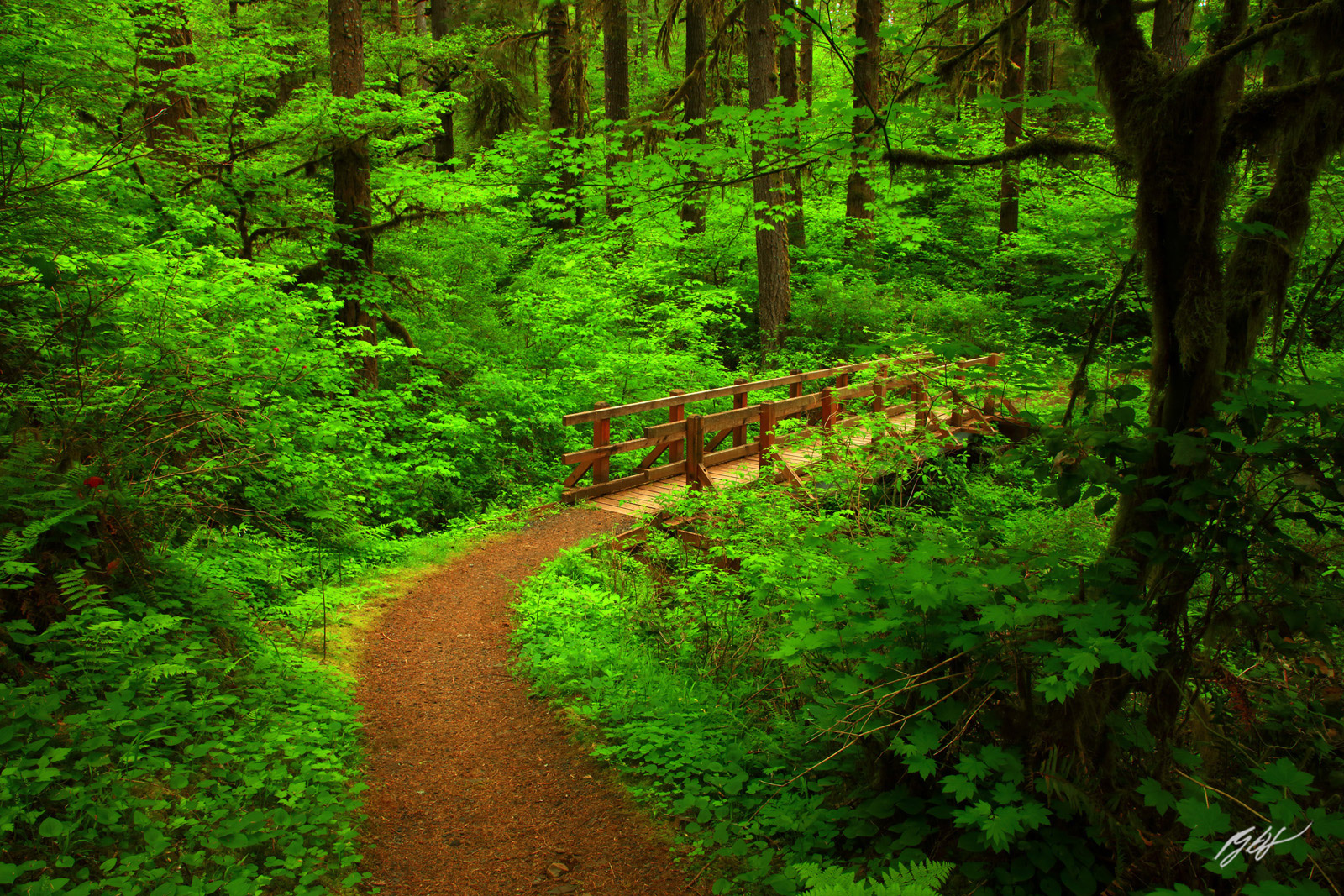 Forest Hiking Trail in Peak Spring Greens along the Nature Trail Loop in Silver Falls State Park in Oregon