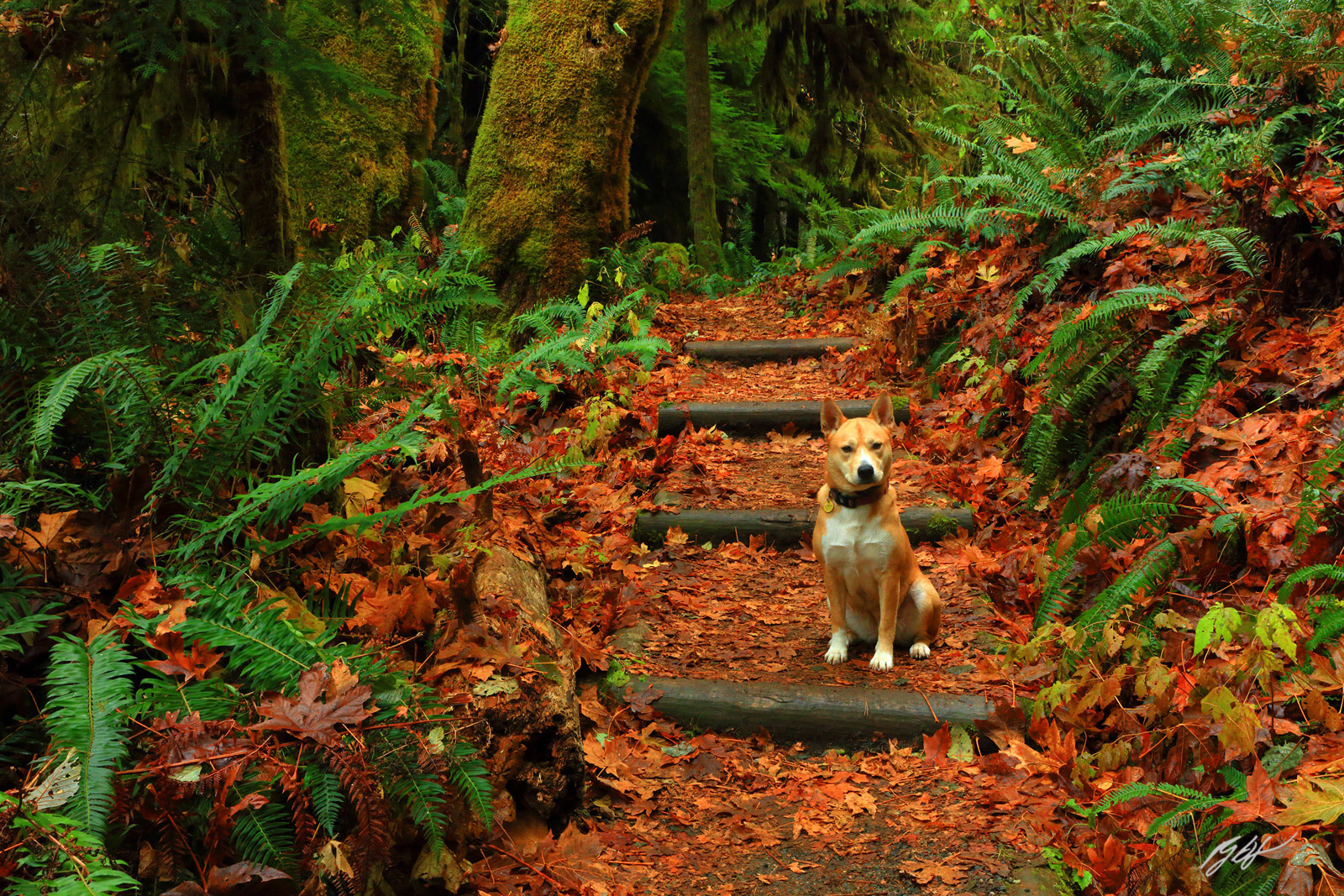 Foxy Dog Poses on the Middle Fork Snoqualmie River Trail in Fall in the Mt Baker-Snoqualmie National Forest in Washington