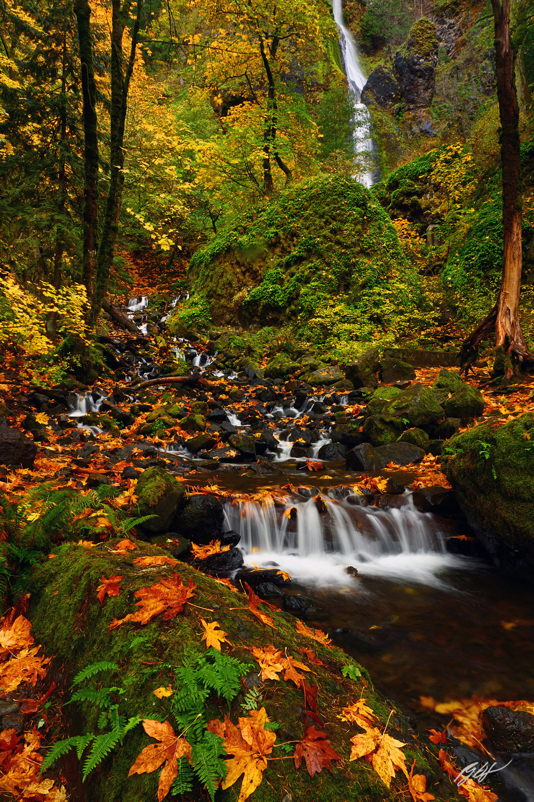 Fall Leaves and Starvation Creek with Starvation Creek Falls in Starvation Creek State Park in the Columbia River Gorge in Oregon...