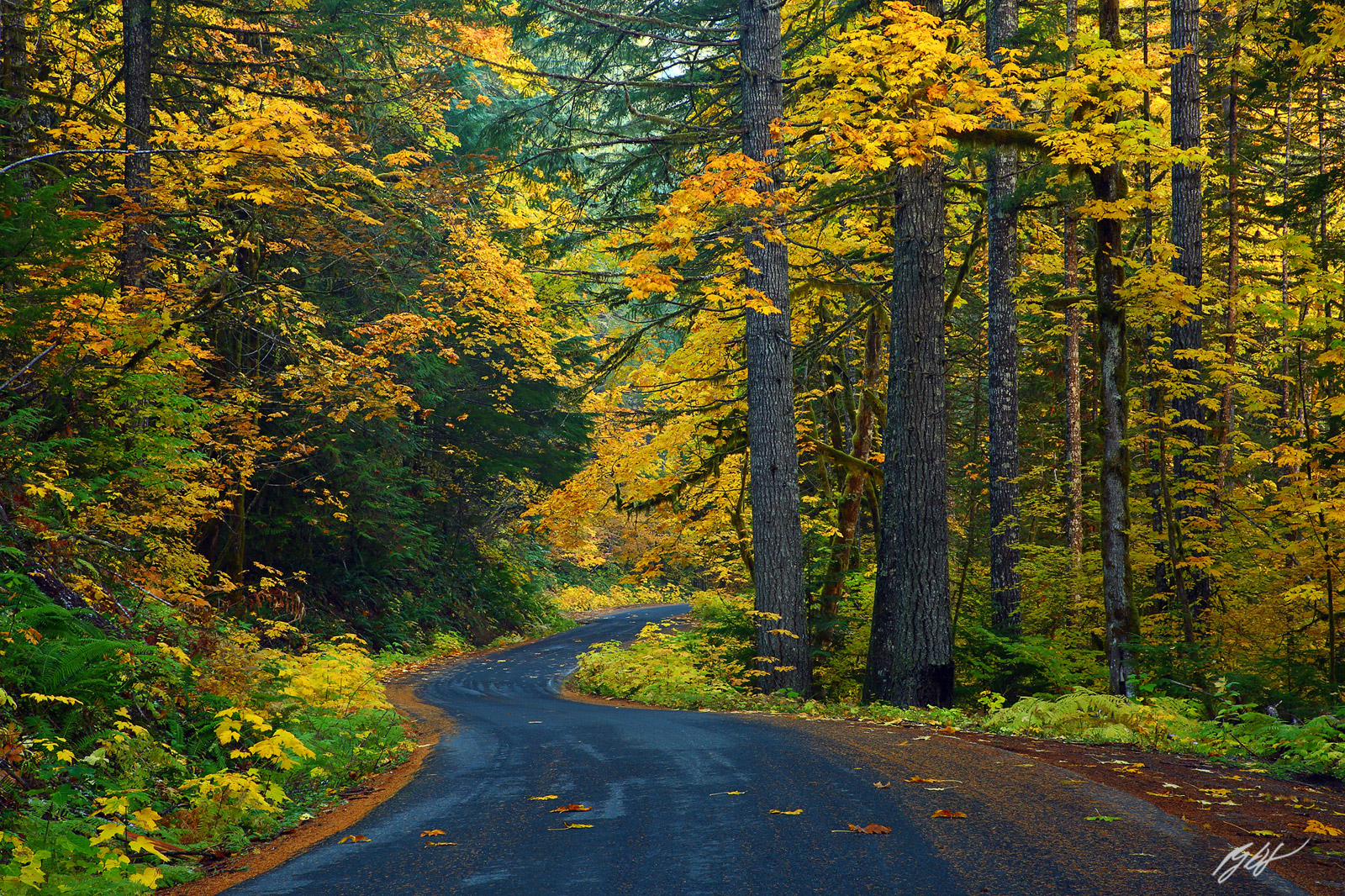 Fall Road in the Gifford Pinchot National Forest in Washington