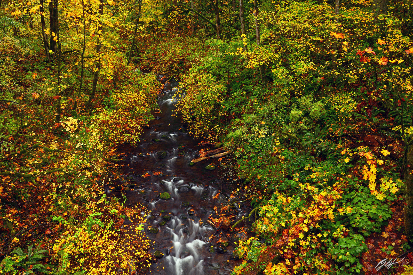 Fall Color and Bridal Veil Creek in the Columbia River Gorge National Scenic Area in Oregon