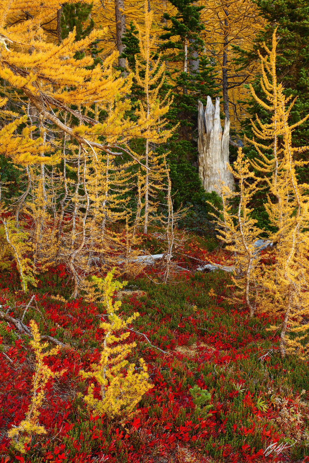 Golden Larch in the Enchanted Forest in the Enchantments in the Alpine Lakes Wilderness in Washington