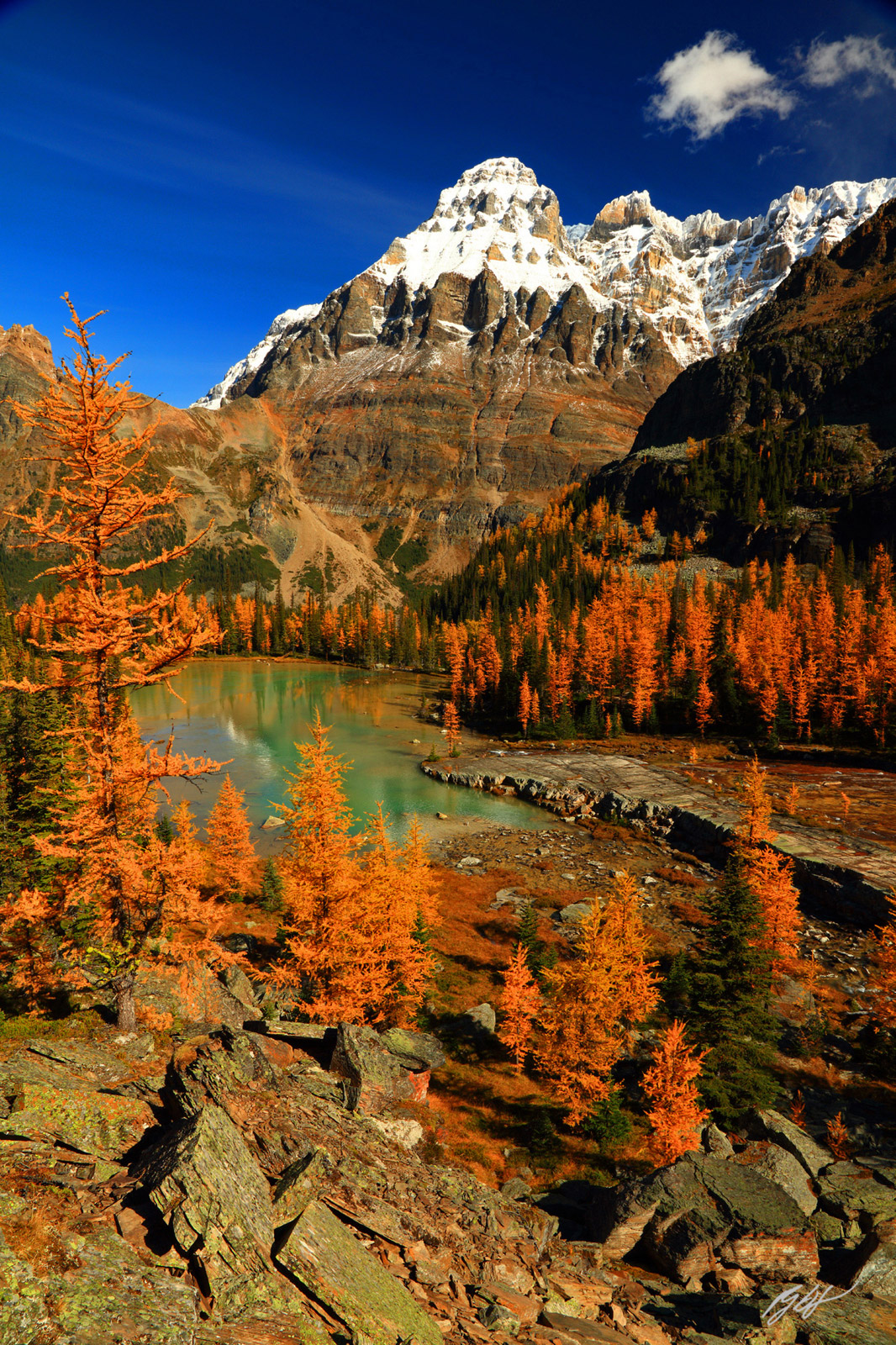 Golden Larch and Mt Huber from Opabin Plateau, in the Lake O'Hara Region of Yoho National Park in Canada