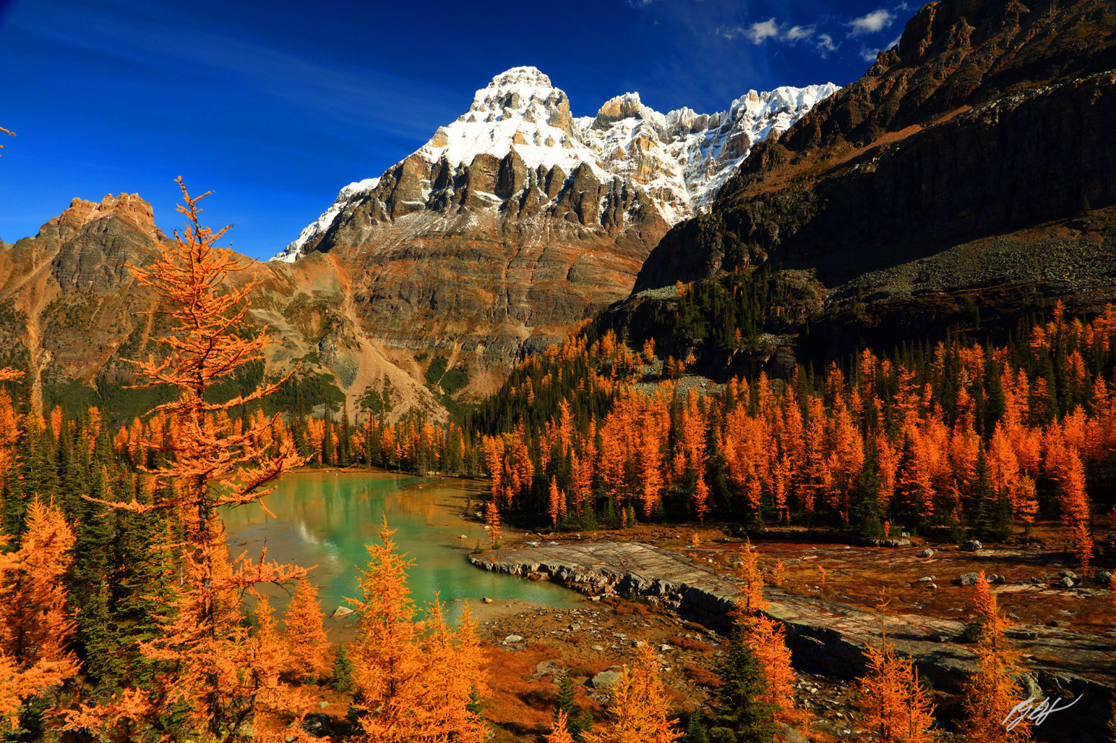 Golden Larch and Mt Huber from Opabin Plateau in the Lake O'Hara Region of Yoho National Park in Canada
