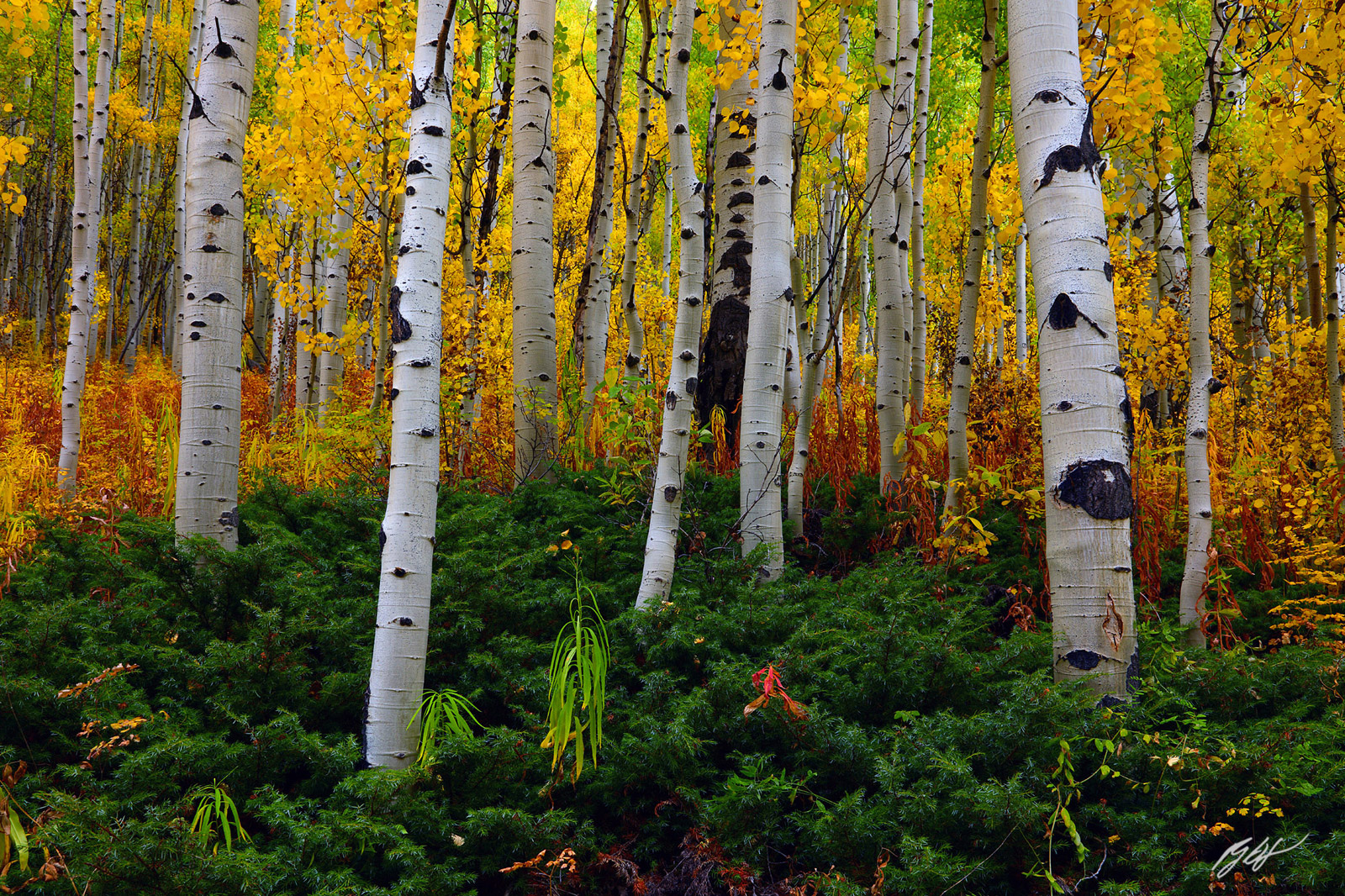 Fall Color and Aspens in the Maroon Bells-Snowmass Wilderness in Colorado