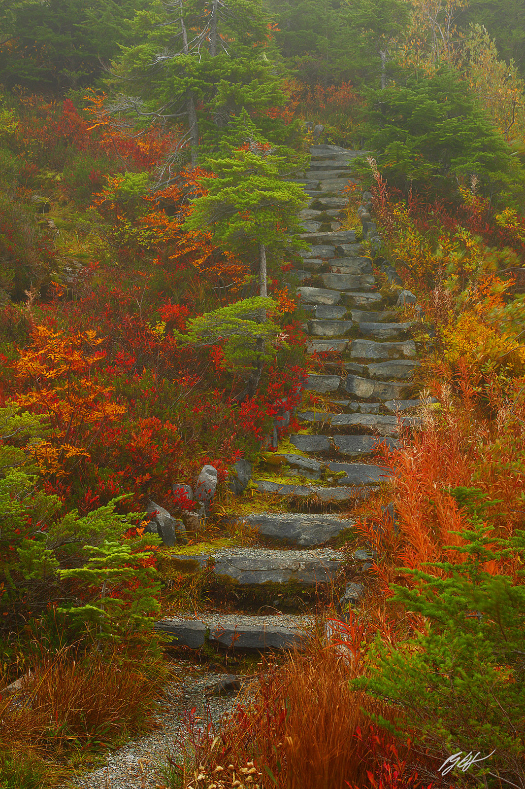Fall Color and Stairs in Heather Meadows in the Mt Baker-Snoqualmie National Forest in Washington