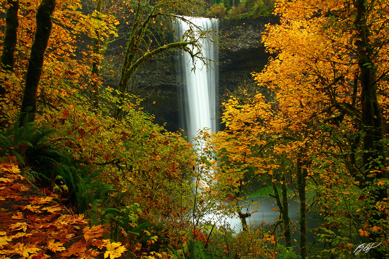 Fall Color Trees and South Falls in Silver Falls State Park in Oregon