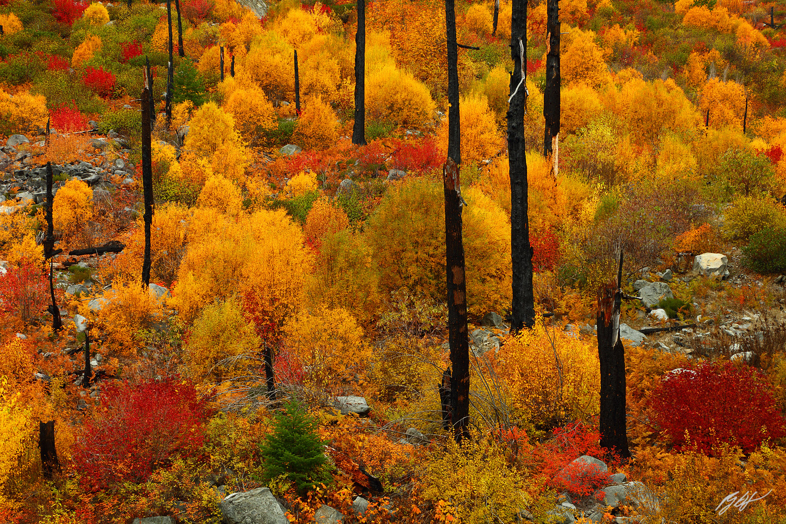 Fall Color and Burnt Snags in Tumwater Canyon in the Wenatchee National Forest in Washington
