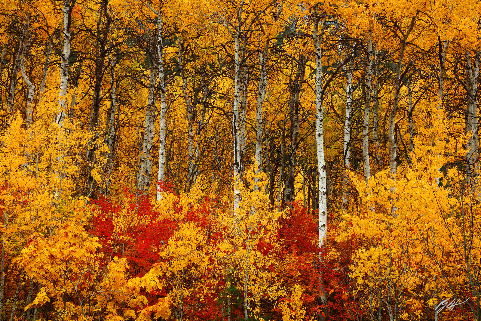Fall Color and Aspens in the Wenatchee National Forest in Washington