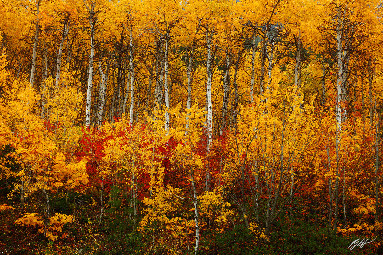 Fall Color and Aspens in the Wenatchee National Forest in Washington