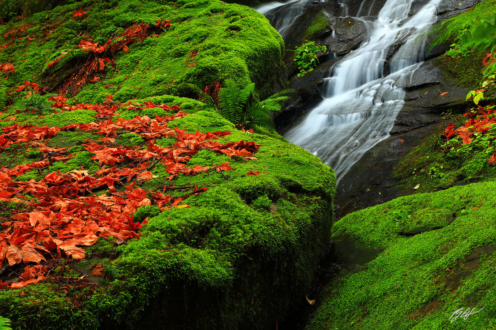 Fall Leaves and Waterfall in Larabee State Park in Washington