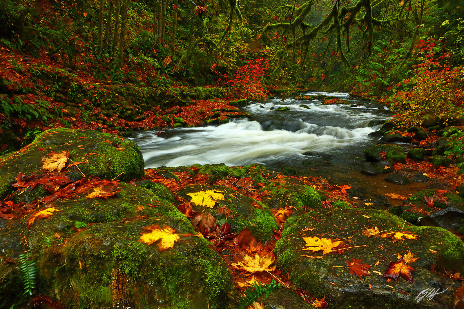 Fall Color and Cedar Creek Near Woodland, Washington